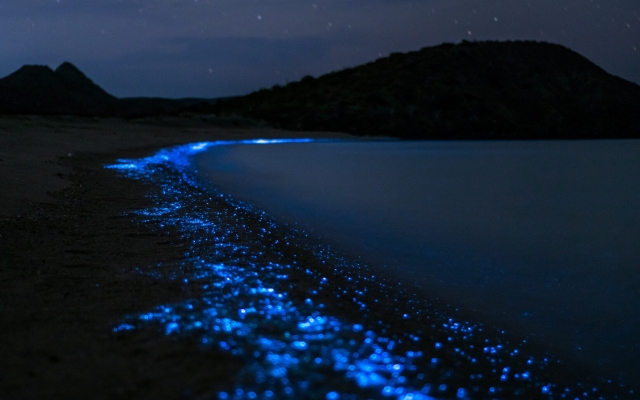 bioluminiscencia