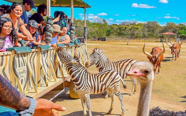 Tour de Safari