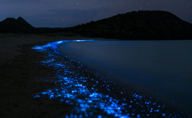 bioluminiscencia