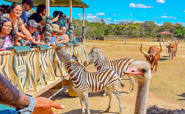 Tour de Safari