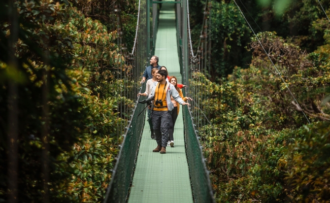 Treetopia Puente