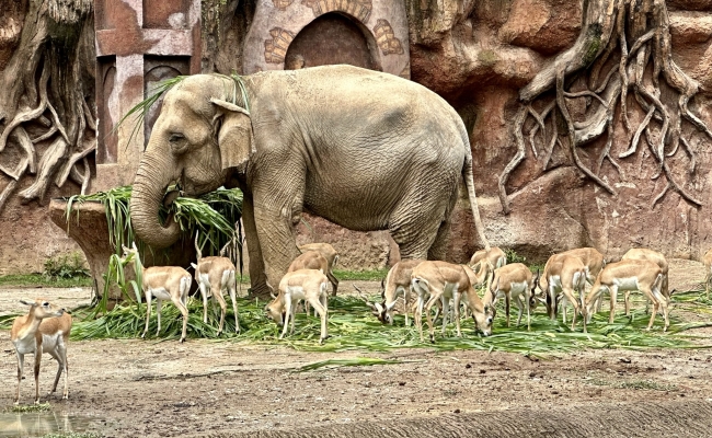Zoo La Aurora