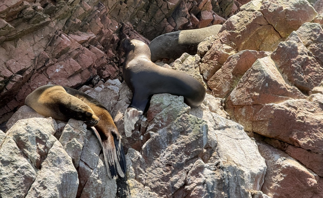 Paracas (Islas Ballestas)